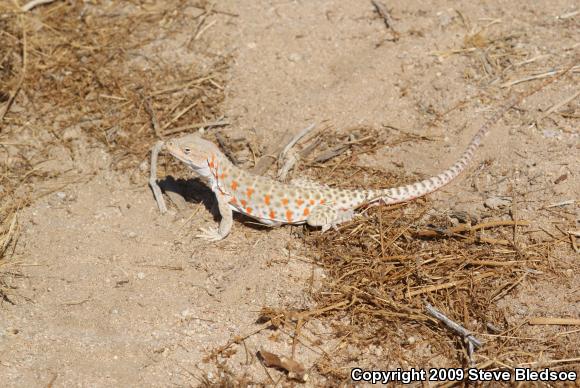 Long-nosed Leopard Lizard (Gambelia wislizenii wislizenii)