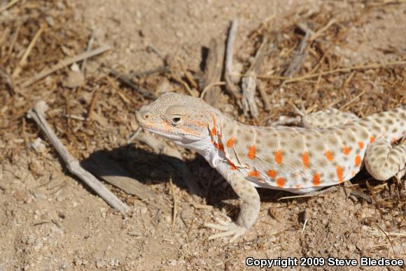 Long-nosed Leopard Lizard (Gambelia wislizenii wislizenii)