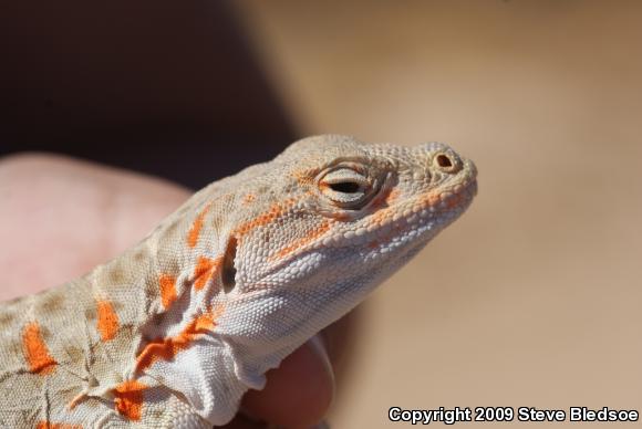 Long-nosed Leopard Lizard (Gambelia wislizenii wislizenii)