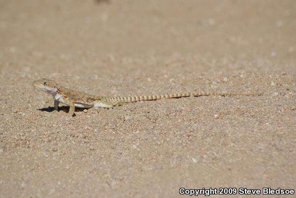 Long-nosed Leopard Lizard (Gambelia wislizenii wislizenii)