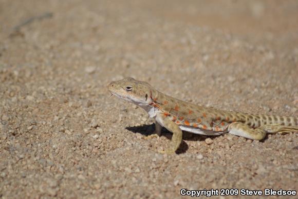 Long-nosed Leopard Lizard (Gambelia wislizenii wislizenii)