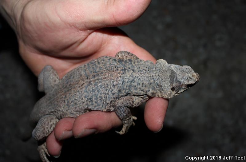 Peninsular Chuckwalla (Sauromalus australis)