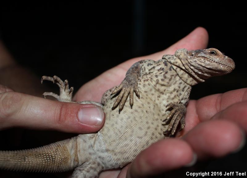 Peninsular Chuckwalla (Sauromalus australis)