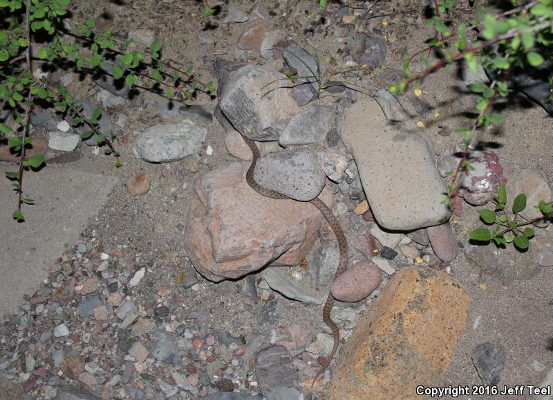 Islands Nightsnake (Hypsiglena ochrorhyncha venusta)