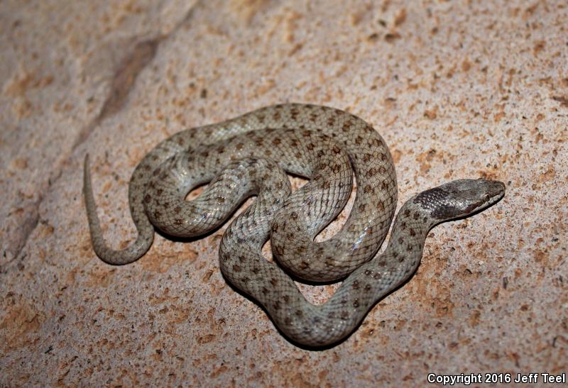 Islands Nightsnake (Hypsiglena ochrorhyncha venusta)