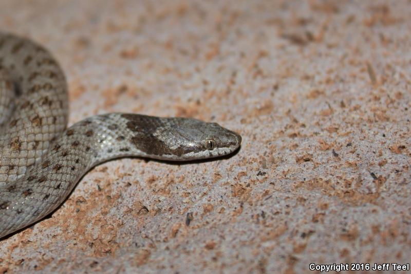 Islands Nightsnake (Hypsiglena ochrorhyncha venusta)