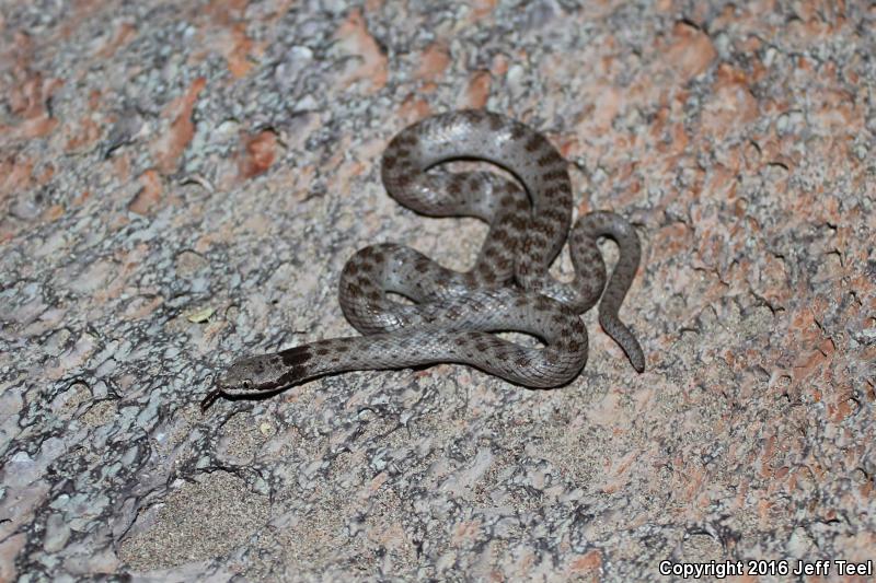 Islands Nightsnake (Hypsiglena ochrorhyncha venusta)