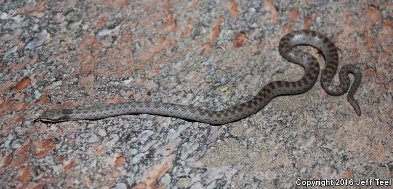 Islands Nightsnake (Hypsiglena ochrorhyncha venusta)