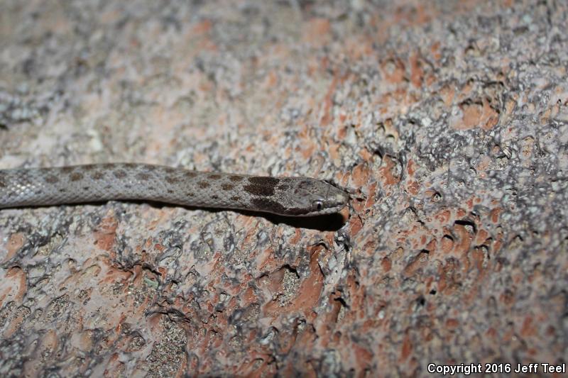 Islands Nightsnake (Hypsiglena ochrorhyncha venusta)