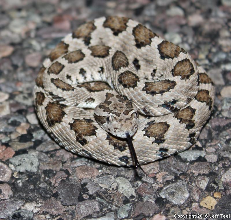 Lower California Rattlesnake (Crotalus enyo enyo)