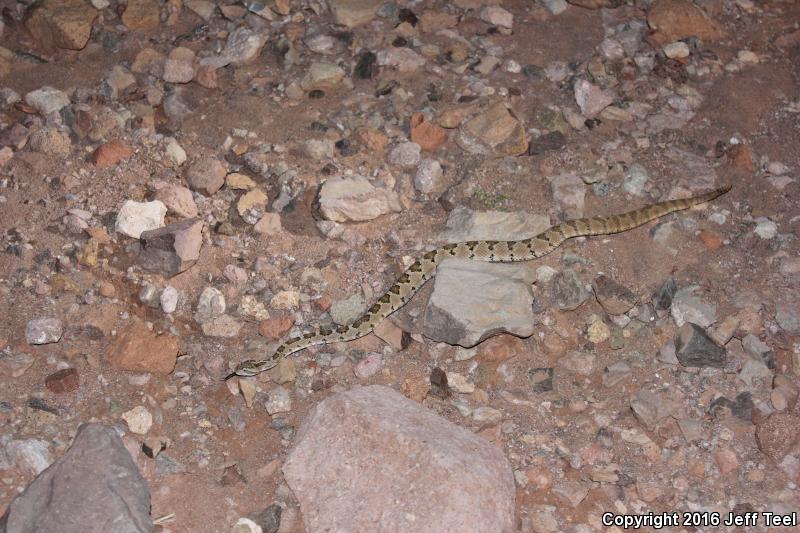 Lower California Rattlesnake (Crotalus enyo enyo)