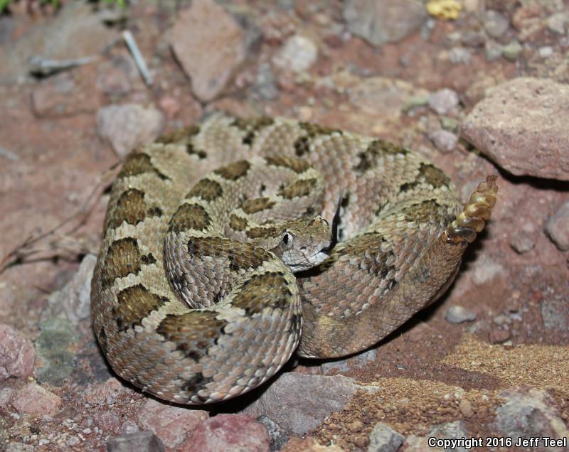 Lower California Rattlesnake (Crotalus enyo enyo)