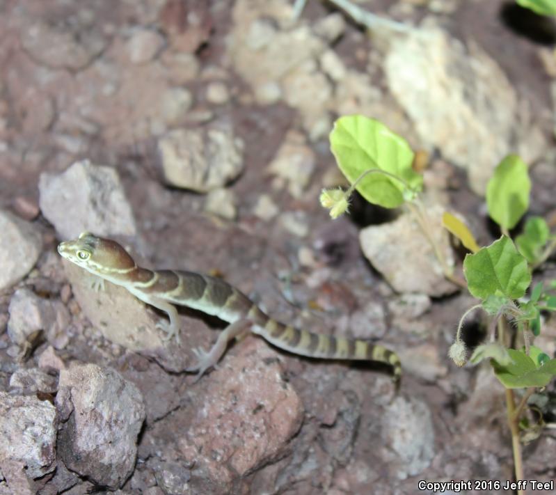 San Lucan Banded Gecko (Coleonyx variegatus peninsularis)