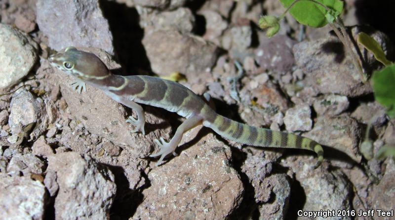 San Lucan Banded Gecko (Coleonyx variegatus peninsularis)