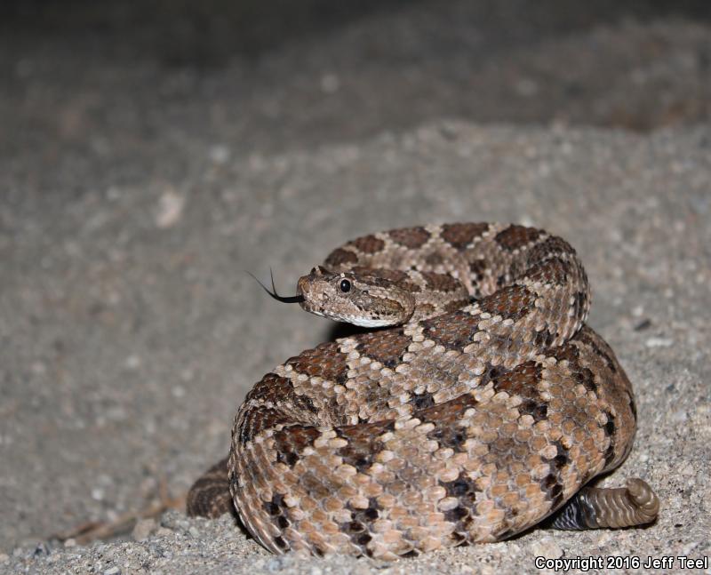 Baja California Rattlesnake (Crotalus enyo)