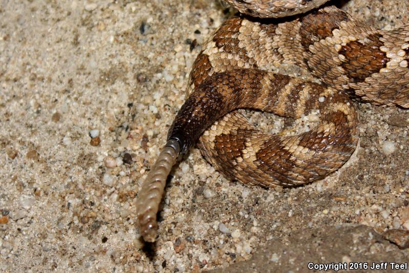 Baja California Rattlesnake (Crotalus enyo)