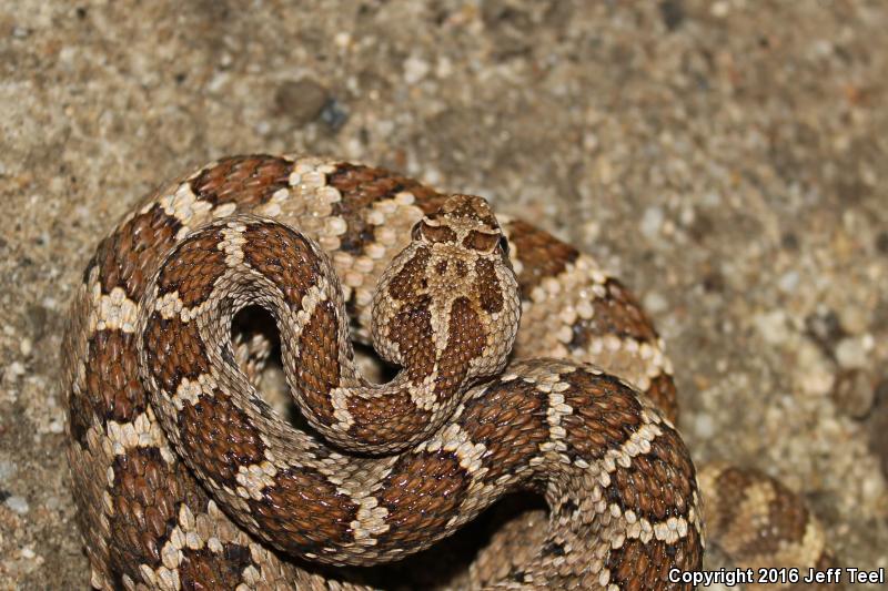 Baja California Rattlesnake (Crotalus enyo)