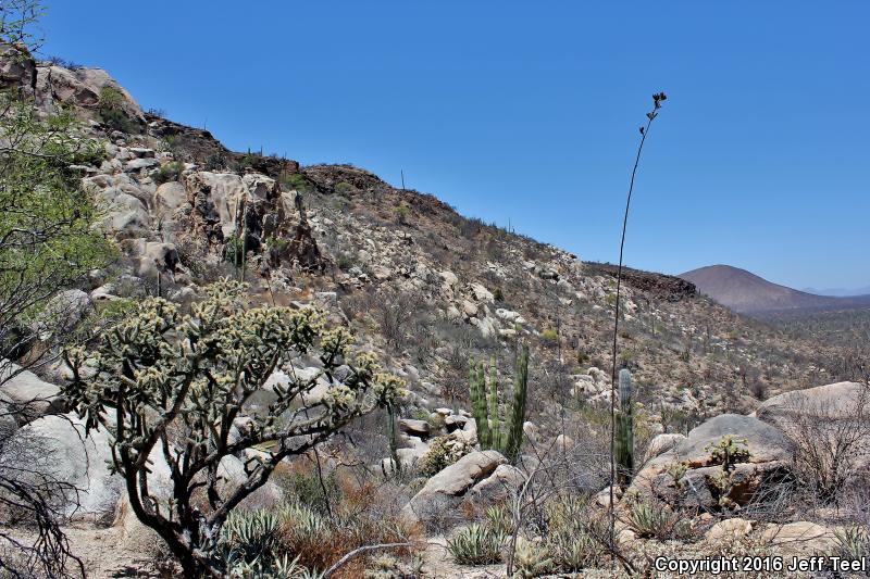 Baja California Rattlesnake (Crotalus enyo)