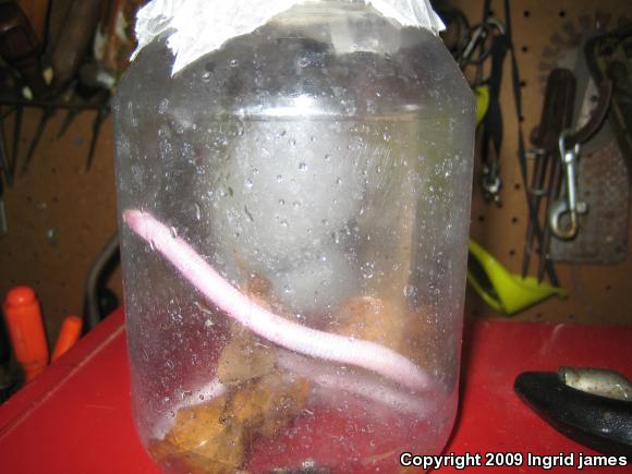 Florida Worm Lizard (Rhineura floridana)