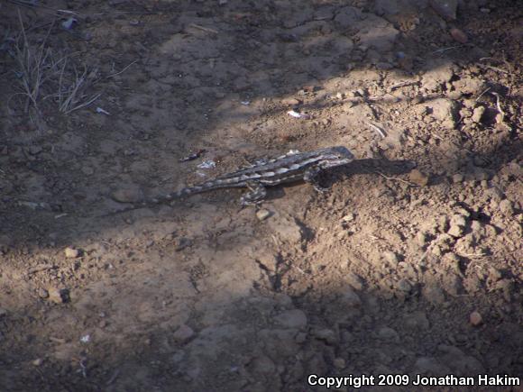 Great Basin Fence Lizard (Sceloporus occidentalis longipes)