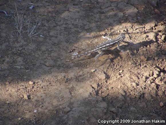 Great Basin Fence Lizard (Sceloporus occidentalis longipes)