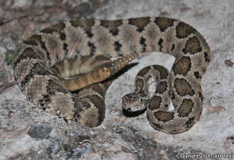 Lower California Rattlesnake (Crotalus enyo enyo)