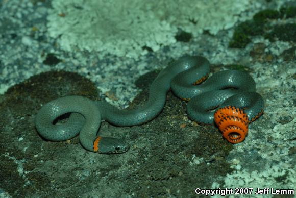 San Diego Ring-necked Snake (Diadophis punctatus similis)