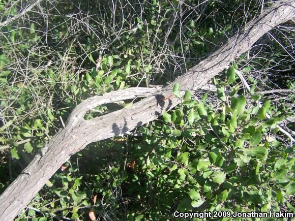 Great Basin Fence Lizard (Sceloporus occidentalis longipes)