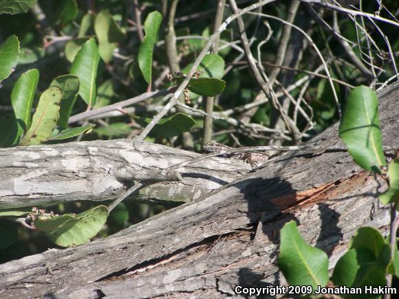 Great Basin Fence Lizard (Sceloporus occidentalis longipes)