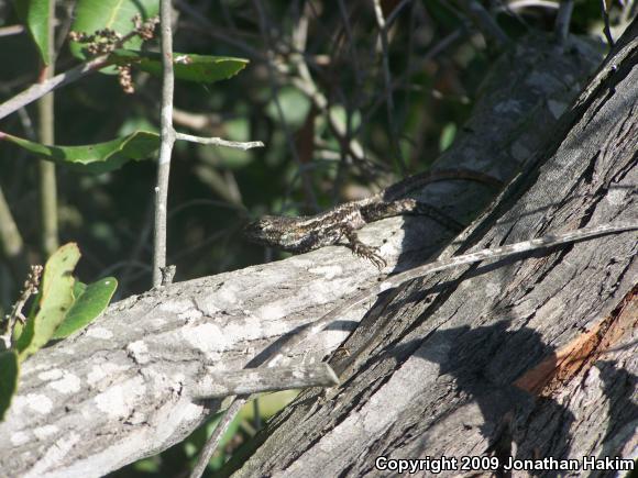 Great Basin Fence Lizard (Sceloporus occidentalis longipes)