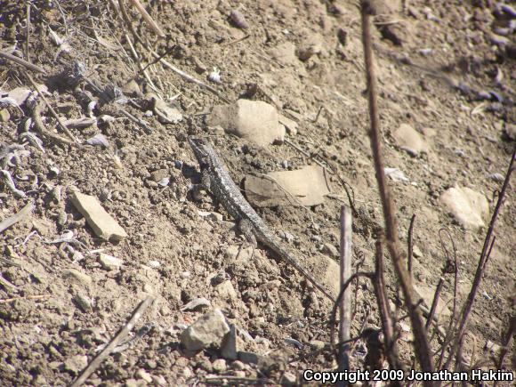 Great Basin Fence Lizard (Sceloporus occidentalis longipes)