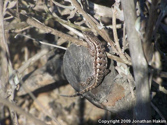 Great Basin Fence Lizard (Sceloporus occidentalis longipes)