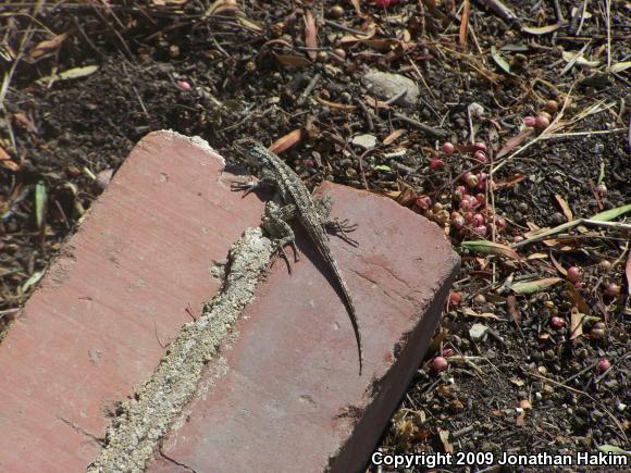 Great Basin Fence Lizard (Sceloporus occidentalis longipes)