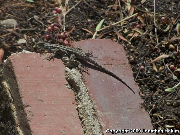 Great Basin Fence Lizard (Sceloporus occidentalis longipes)