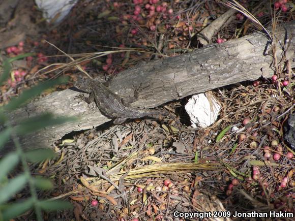 Great Basin Fence Lizard (Sceloporus occidentalis longipes)