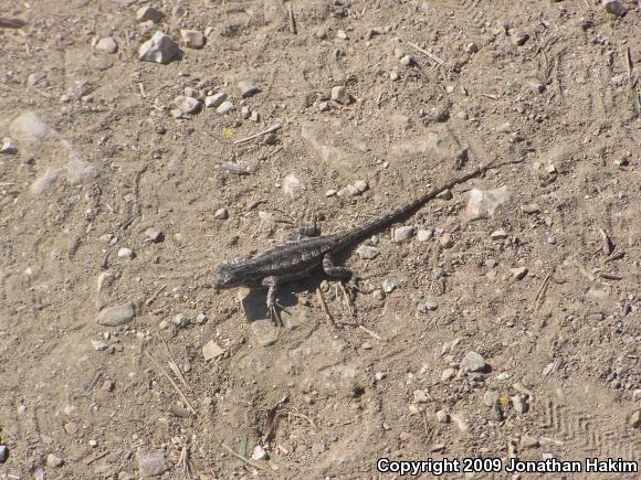 Great Basin Fence Lizard (Sceloporus occidentalis longipes)