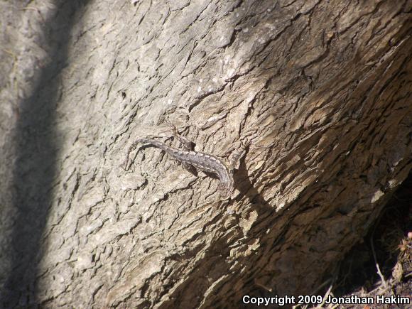 Great Basin Fence Lizard (Sceloporus occidentalis longipes)