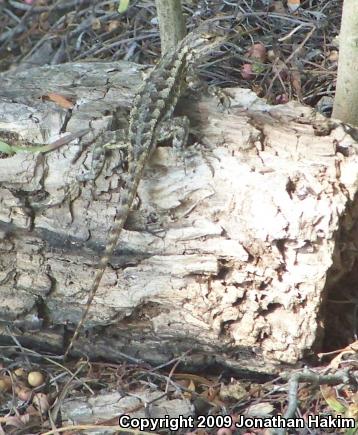 Great Basin Fence Lizard (Sceloporus occidentalis longipes)