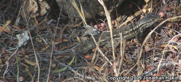 Great Basin Fence Lizard (Sceloporus occidentalis longipes)