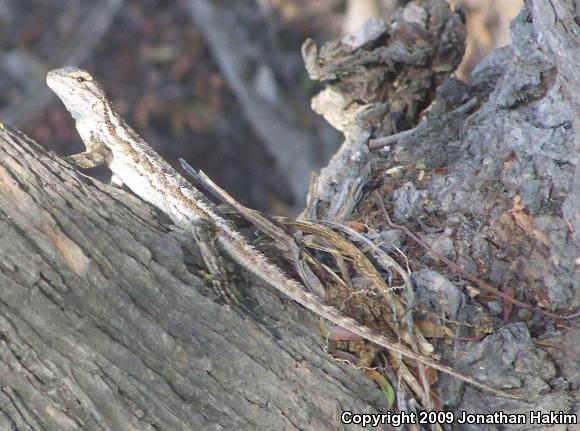 Great Basin Fence Lizard (Sceloporus occidentalis longipes)