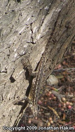 Great Basin Fence Lizard (Sceloporus occidentalis longipes)