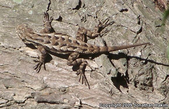 Great Basin Fence Lizard (Sceloporus occidentalis longipes)