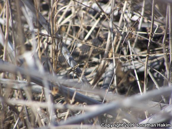 Great Basin Fence Lizard (Sceloporus occidentalis longipes)