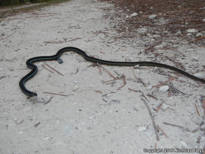 Blue-striped Ribbonsnake (Thamnophis sauritus nitae)