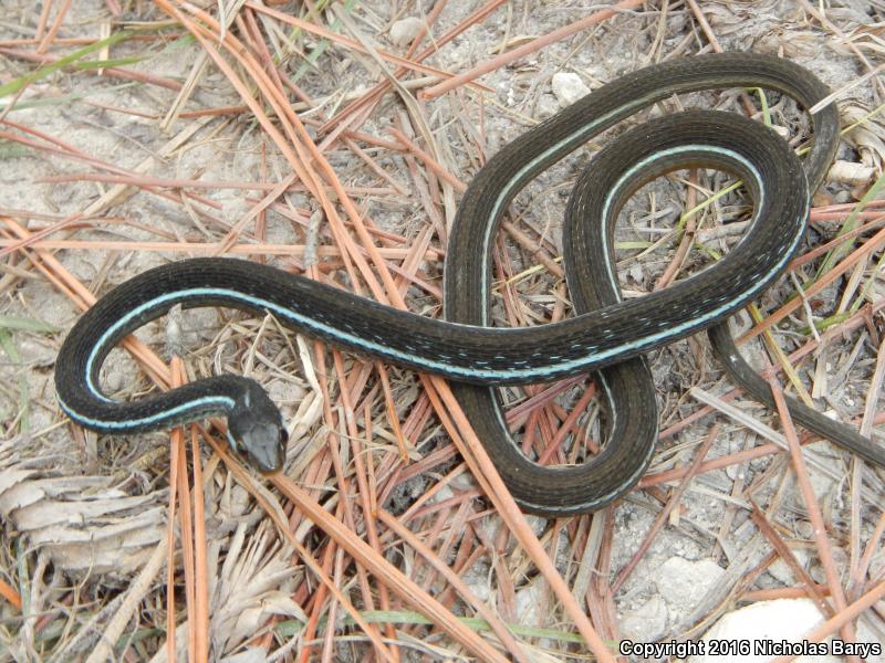 Blue-striped Ribbonsnake (Thamnophis sauritus nitae)