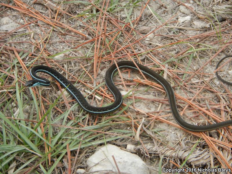 Blue-striped Ribbonsnake (Thamnophis sauritus nitae)