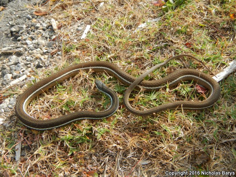 Blue-striped Ribbonsnake (Thamnophis sauritus nitae)