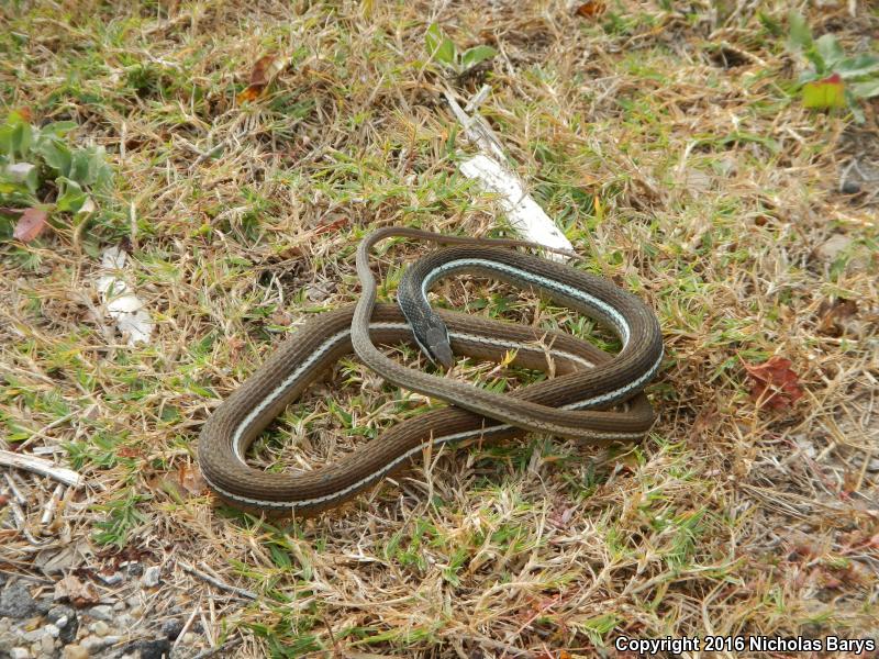 Blue-striped Ribbonsnake (Thamnophis sauritus nitae)