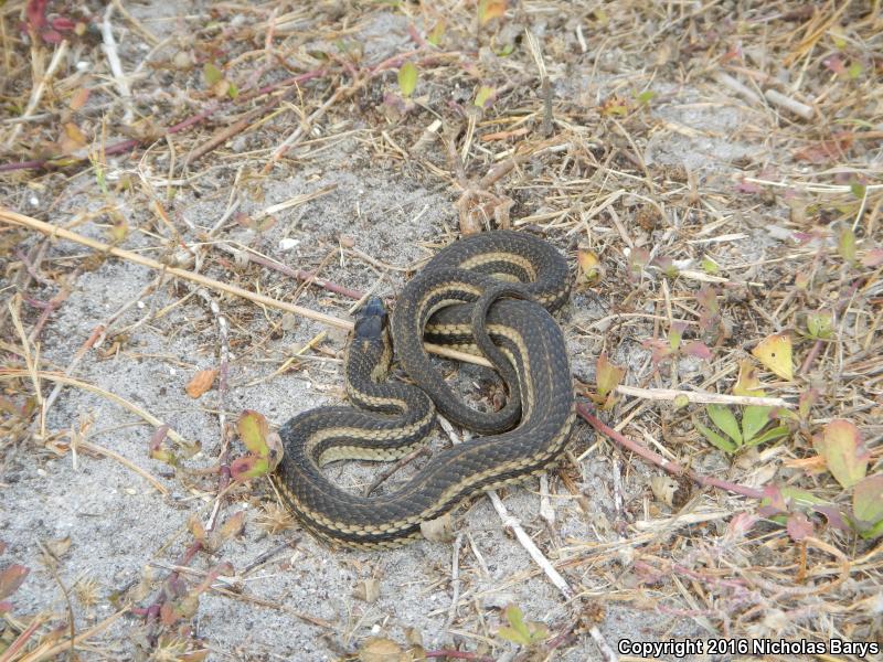 Gulf Saltmarsh Snake (Nerodia clarkii clarkii)