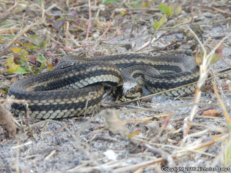 Gulf Saltmarsh Snake (Nerodia clarkii clarkii)